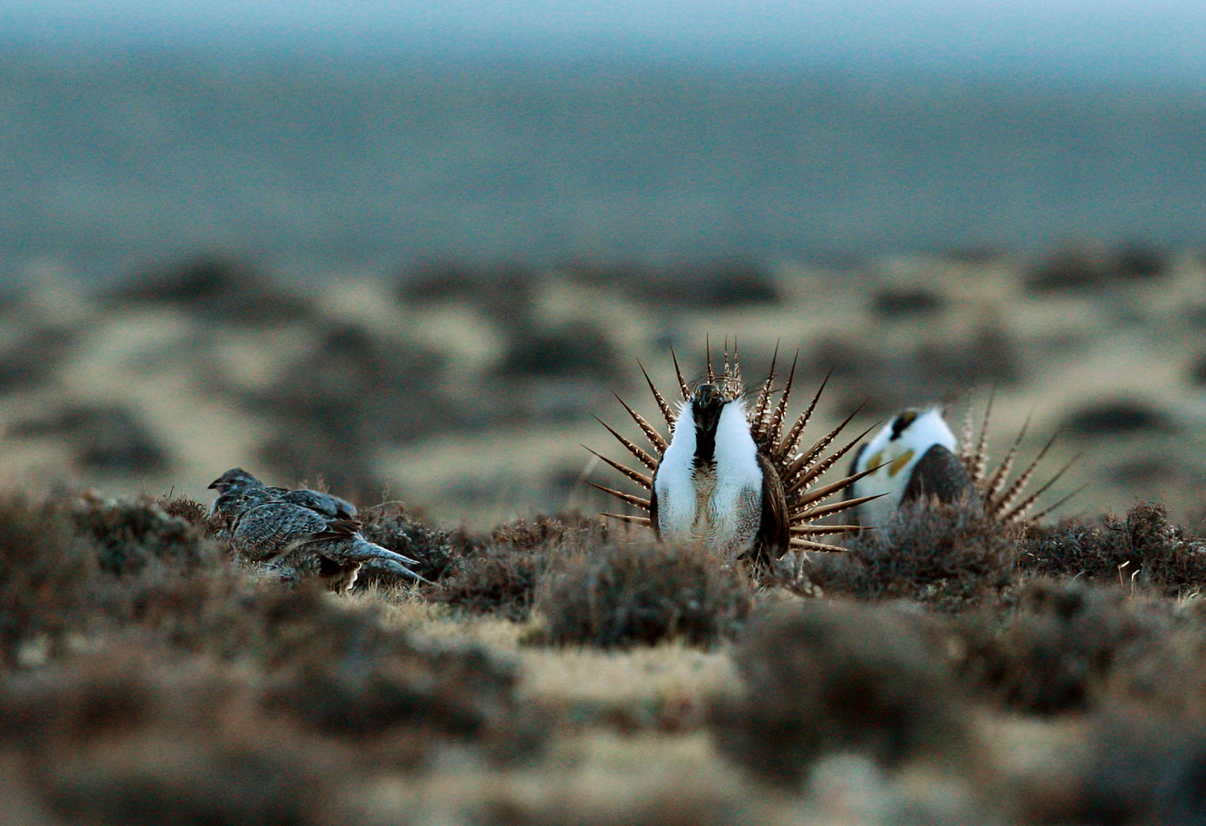 Sage Grouse